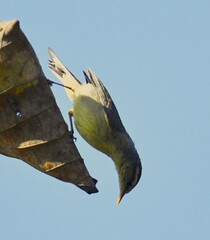 Phylloscopus affinis