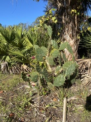 Opuntia austrina
