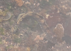 Antennablennius bifilum