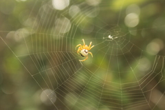 Bijoaraneus legonensis