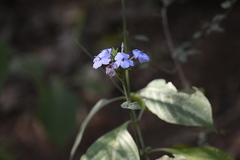 Eranthemum roseum