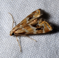 Petrophila avernalis