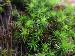 Polytrichum formosum