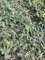Tribulus taiwanense