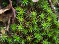 Polytrichum formosum