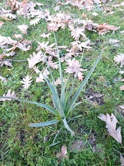 Asphodelus albus