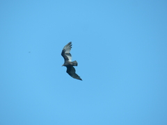 Cathartes burrovianus