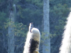 Melanerpes hypopolius