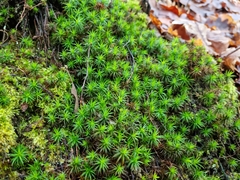 Polytrichum formosum