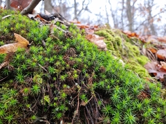 Polytrichum formosum
