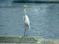 Ardea alba