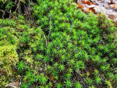 Polytrichum formosum