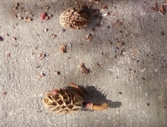 Magnoliales