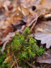 Polytrichum formosum