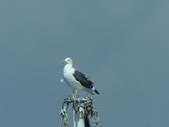 Larus dominicanus