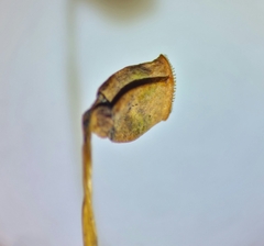 Polytrichum formosum