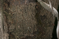 Synanthedon spuleri