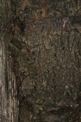 Synanthedon spuleri