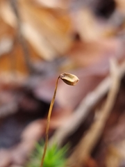 Polytrichum formosum