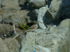 Passer domesticus
