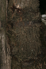 Synanthedon spuleri