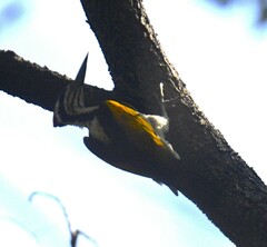 Chrysocolaptes festivus