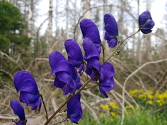 Aconitum variegatum