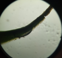 Polytrichum formosum