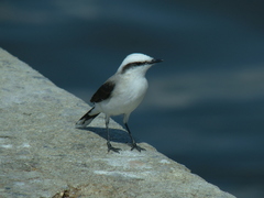 Fluvicola nengeta
