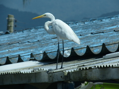 Ardea alba