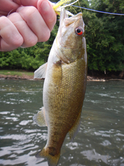 Micropterus cataractae