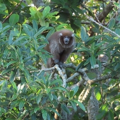 Plecturocebus donacophilus