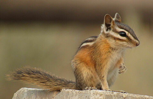 Yellow-pine Chipmunk
