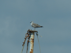Larus dominicanus