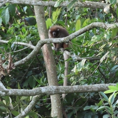 Plecturocebus donacophilus