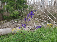 Aconitum variegatum