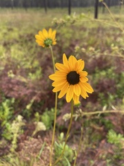 Helianthus heterophyllus