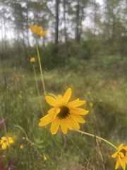 Helianthus heterophyllus