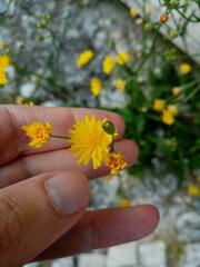 Crepis capillaris