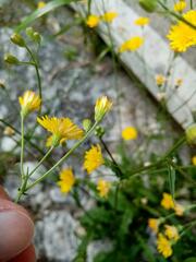 Crepis capillaris
