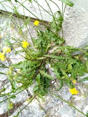 Crepis capillaris