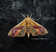 Agathodes ostentalis