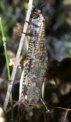 Palpares speciosus