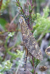 Palpares speciosus