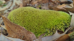 Leucobryum