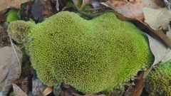 Leucobryum
