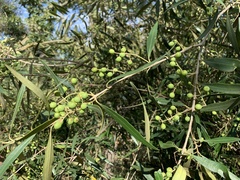 Olea europaea cuspidata