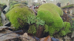 Leucobryum