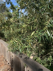 Olea europaea cuspidata
