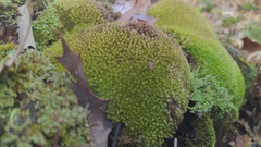 Leucobryum